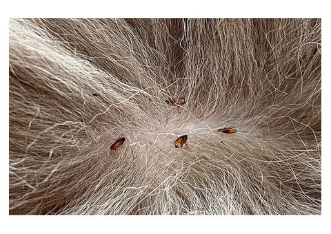 Home Flea Control Perth - 3/3