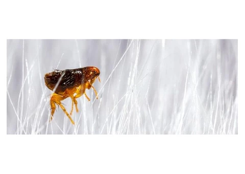 711 Fleas Control Canberra - 6/7