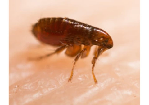 711 Fleas Control Canberra - 7/7