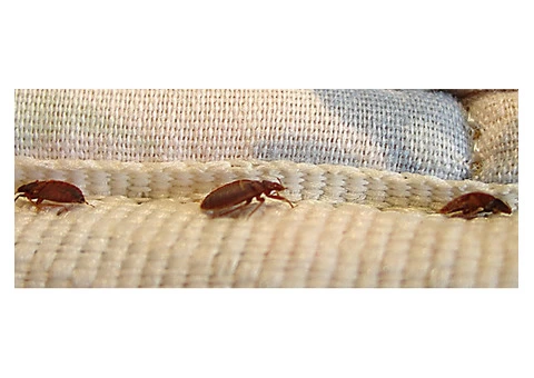 Home Bed Bug Control Perth