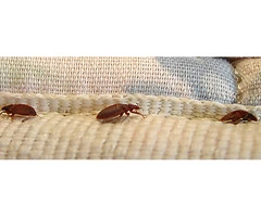 Home Bed Bug Control Perth