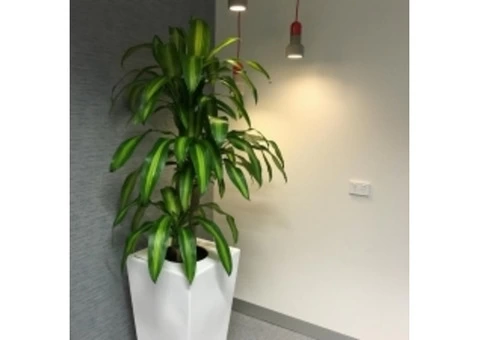 Find the Best Indoor Office Plants in Melbourne