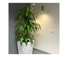 Find the Best Indoor Office Plants in Melbourne