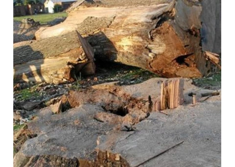 Affordable tree services in Melbourne