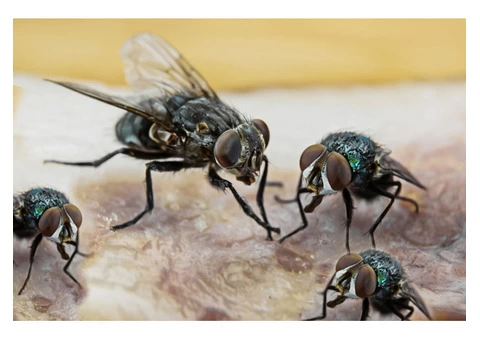 Home Flies Control Perth