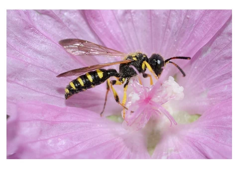 Home Wasp Removal Perth - 4/4