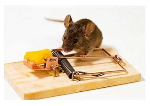 Preventive Rodent Control Brisbane