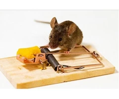 Preventive Rodent Control Brisbane