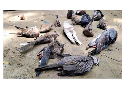 David's Dead Animal Removal Melbourne - 3/6