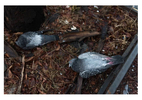 David's Dead Animal Removal Melbourne - 4/6