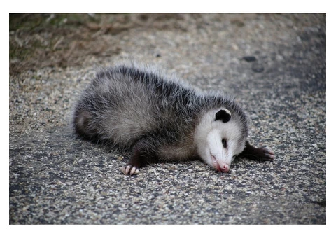 David's Dead Animal Removal Melbourne - 5/6