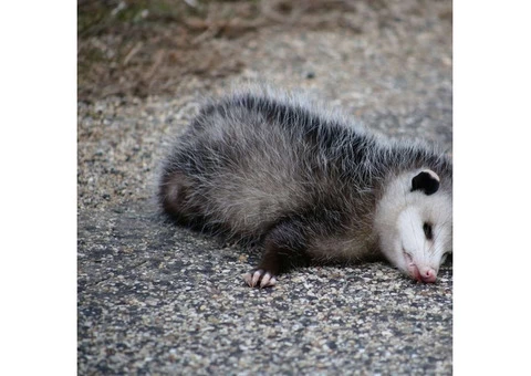 David's Dead Animal Removal Canberra - 5/6