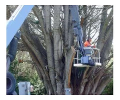 Professional Tree Pruning Services