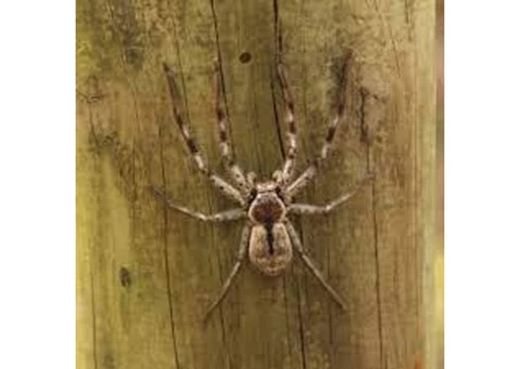 Preventive Spider Control Brisbane