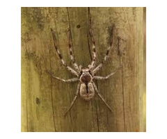 Preventive Spider Control Brisbane