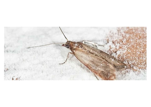 Preventive Moth Control Brisbane