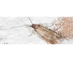 Preventive Moth Control Brisbane