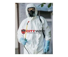 City Wide Pest Control Adelaide