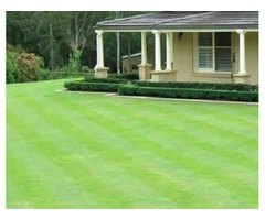 Keep Your Lawn Fresh and Green with Kikuyu Grass