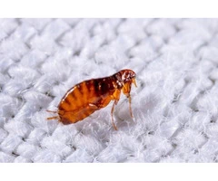 Preventive Flea Control Brisbane