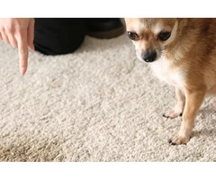 Professional Dog Urine Smell Remover Offer the Best Quality Treatments | Pet Stain Remover