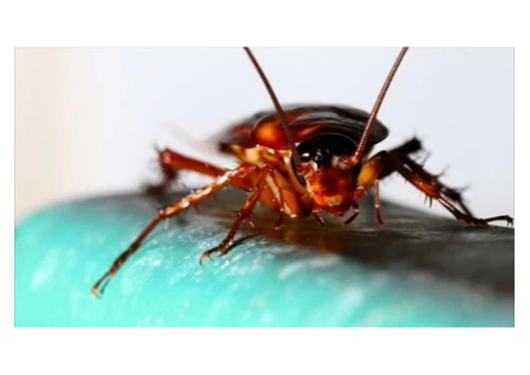 I Pest Control Melbourne - 2/3