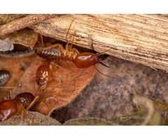 Effective termite control services in Melbourne