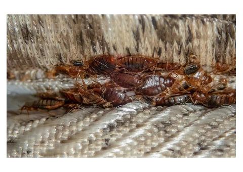 City Wide Pest Control Canberra - 2/6