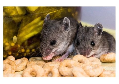 City Wide Pest Control Canberra - 3/6