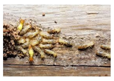 City Wide Pest Control Canberra - 5/6