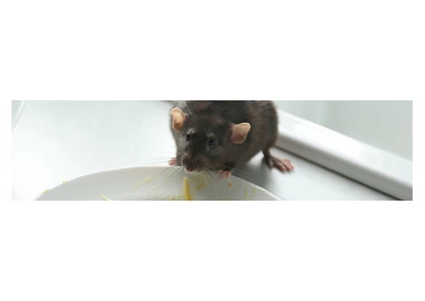 City Wide Pest Control Canberra - 6/6