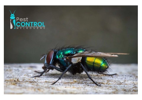 I Flies Control Melbourne - 1/8