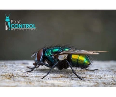 I Flies Control Melbourne