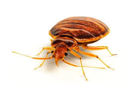 Flatline Pest Control - Bugs Control Central Coast