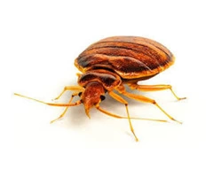 Flatline Pest Control - Bugs Control Central Coast