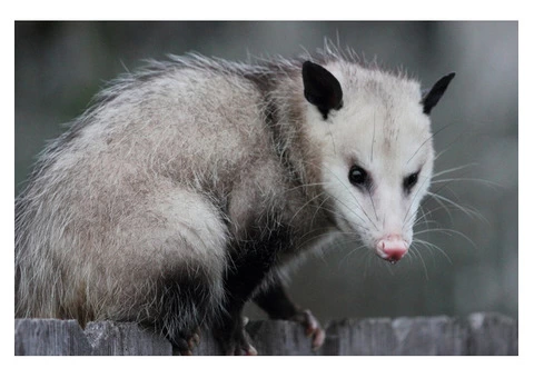 I Possum Removal Melbourne - 1/4