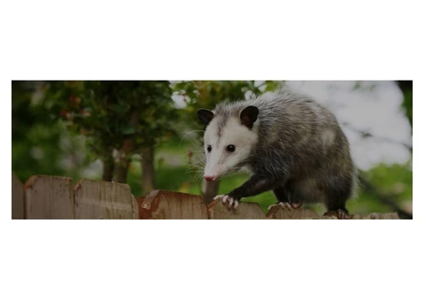 I Possum Removal Melbourne - 2/4