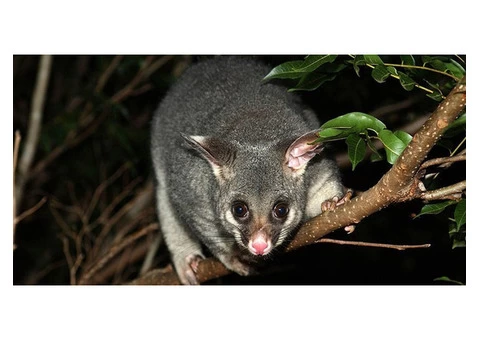 I Possum Removal Melbourne - 3/4