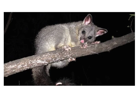 I Possum Removal Melbourne - 4/4