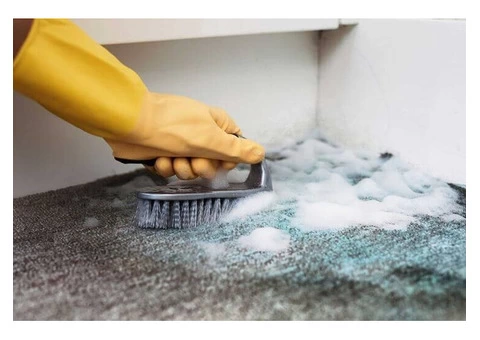 Best Mould Removal Service in Melbourne