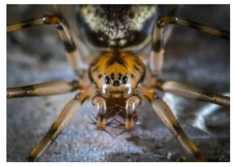 I Spider Control Melbourne - 3/3