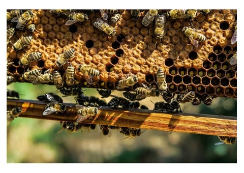 Bobs Bee Removal - 3/9