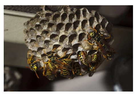 Bobs Bee Removal - 5/9