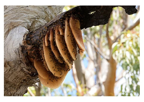 Bobs Bee Removal Sydney - 5/8