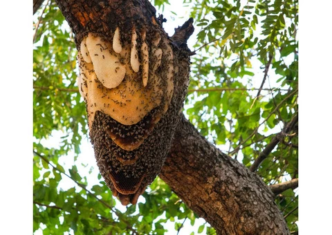 Bobs Bee Removal Melbourne - 4/8