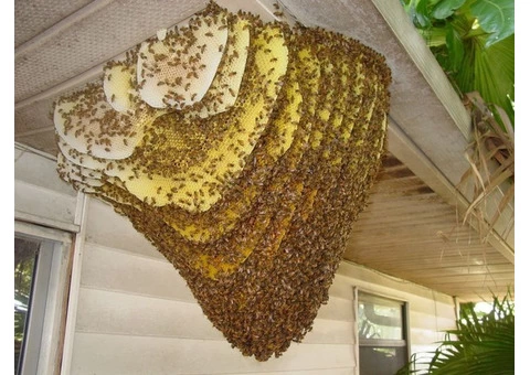 Bobs Bee Removal Melbourne - 7/8