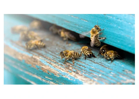 Bobs Bee Removal - 8/9