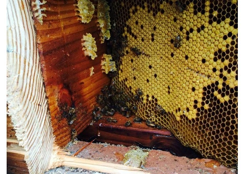 Bobs Bee Removal - 9/9