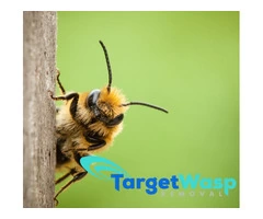 Target Wasp Removal Adelaide