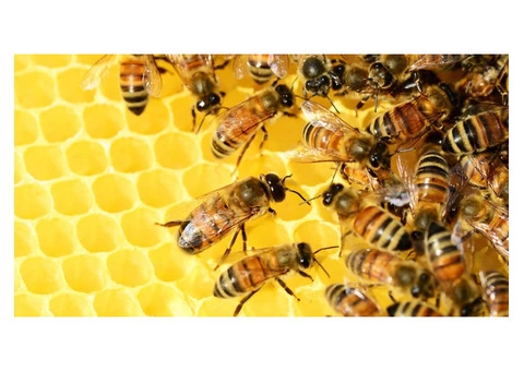 Bobs Bee Removal Hobart - 3/8